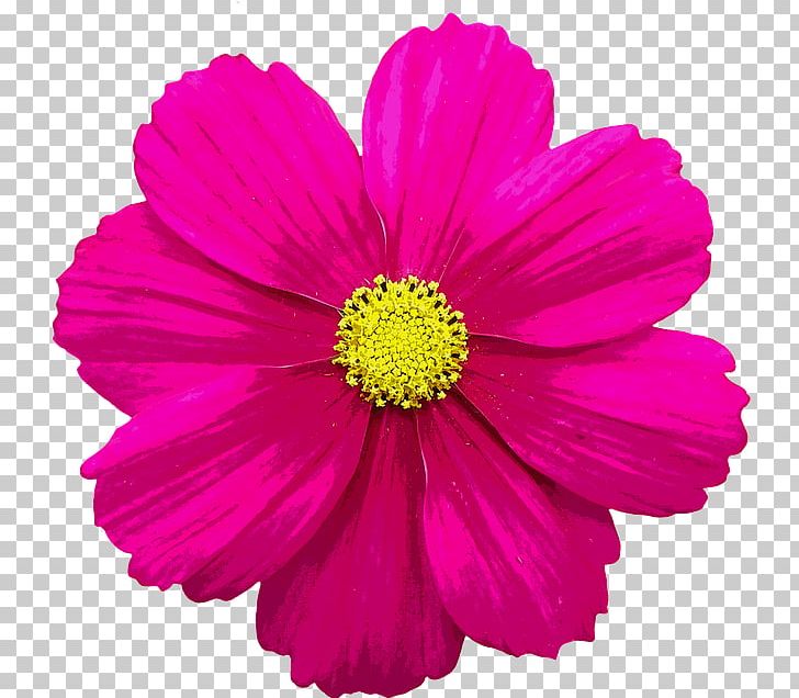 Pink Flowers PNG, Clipart, Annual Plant, Aster, Bloom, Blossom, Chrysanths Free PNG Download