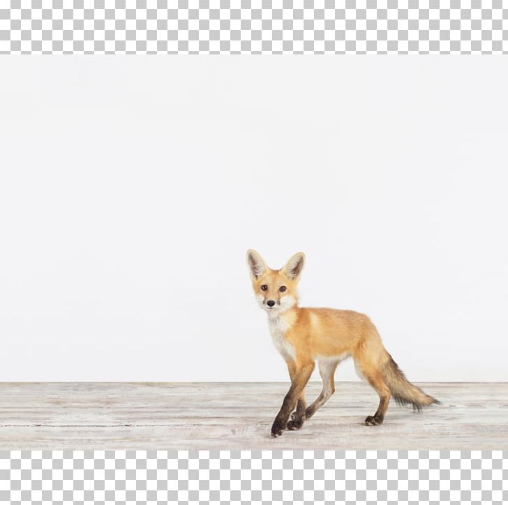Red Fox IPhone 6 Arctic Fox Fennec Fox PNG, Clipart, Animal, Animals, Arctic Fox, Carnivoran, Desktop Wallpaper Free PNG Download