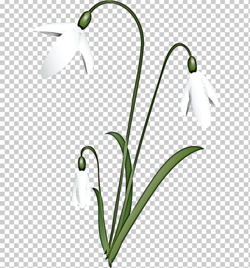 Flower Snowdrop Plant Stem Bud Flora PNG, Clipart, Bud, Flora, Flower, Painting, Plant Free PNG Download