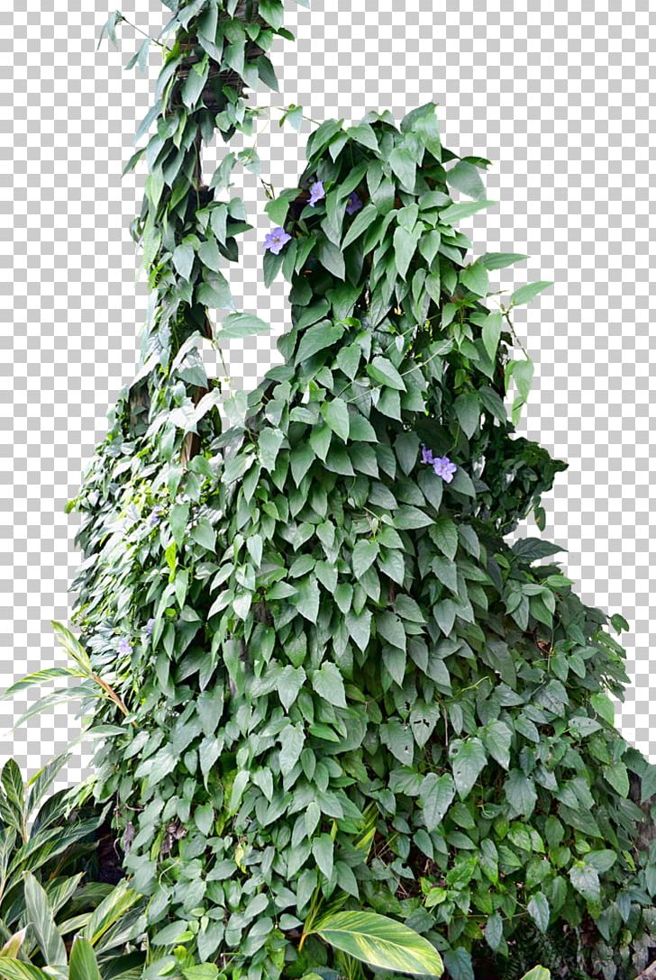 Ivy Vine Plant Photography PNG, Clipart, Desktop Wallpaper, Deviantart, Evergreen, Flower, Food Drinks Free PNG Download