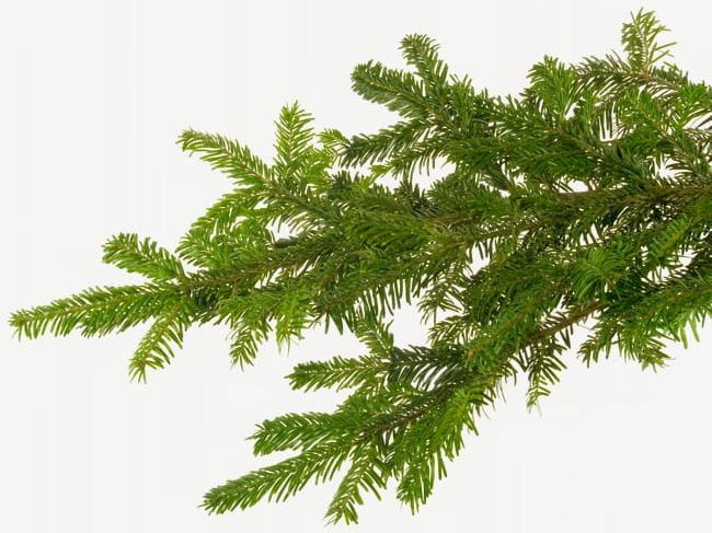 Pine PNG, Clipart, Pine, Pine Clipart, Pine Clipart, Plant, Trees Free PNG Download