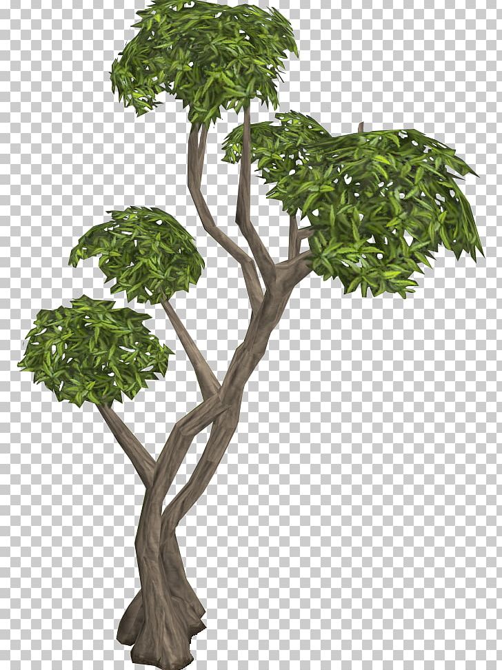 Rainbow Eucalyptus Tree Oak Old School RuneScape Willow PNG, Clipart, Bark, Branch, Common Ivy, Eucalyptus Tree, Flowerpot Free PNG Download