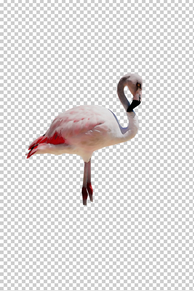 Flamingo PNG, Clipart, Beak, Biology, Birds, Flamingo, Paint Free PNG Download