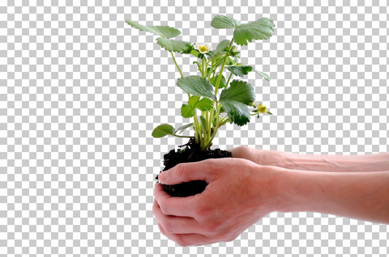 Flower Plant Flowerpot Hand Leaf PNG, Clipart, Annual Plant, Flower, Flowerpot, Geranium, Gesture Free PNG Download