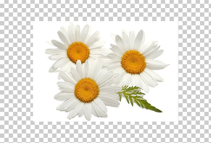 German Chamomile Daisy Family Common Daisy PNG, Clipart, Chamaemelum, Chamomile, Chrysanthemum, Chrysanths, Common Daisy Free PNG Download