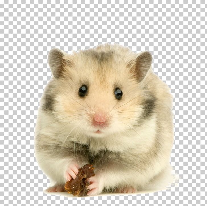 Golden Hamster Rodent Dog Domestic Rabbit PNG, Clipart, Animals, Cage, Cuteness, Dog, Domestic Rabbit Free PNG Download