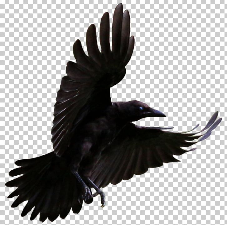 Portable Network Graphics Common Raven Bird Brains: The Intelligence Of Crows PNG, Clipart, American Crow, Animals, Beak, Bird, Common Raven Free PNG Download