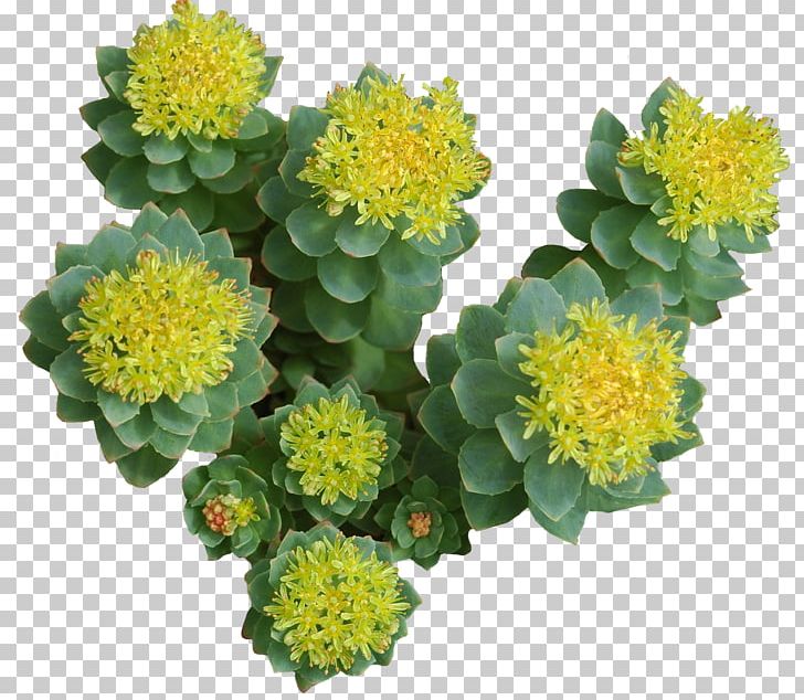 Rhodiola Rosea Adaptogen Herb Siberian Ginseng Salidroside PNG, Clipart, Adaptogen, Annual Plant, Anxiety, Chrysanths, Endurance Free PNG Download
