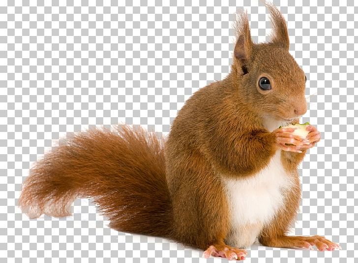Squirrel Rodent Computer File PNG, Clipart, Animals, Computer File, Conker The Squirrel, Fauna, Free Free PNG Download