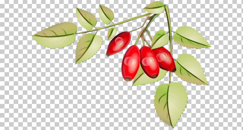 Natural Food Lingonberry Superfood Plant Biology PNG, Clipart, Biology, Lingonberry, Natural Food, Paint, Plant Free PNG Download