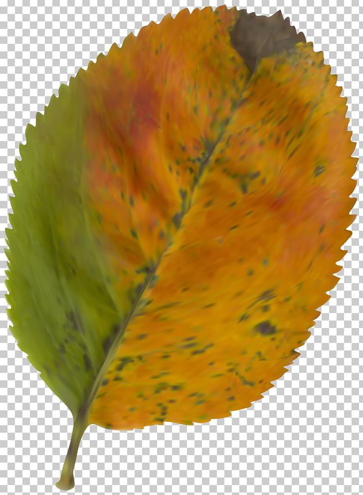 Autumn Leaf Color PNG, Clipart, Autumn, Autumn Leaf Color, Beautiful, Brown, Clipart Free PNG Download