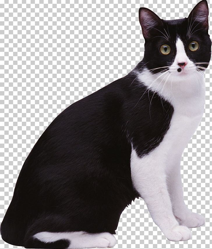 Catlopaedia: A Complete Guide To Cat Care Rabbitlopaedia: A Complete Guide To Rabbit Care Kitten Doglopaedia PNG, Clipart, American Wirehair, Animals, Black And White, Black Cat, Carnivoran Free PNG Download