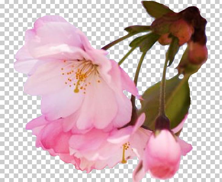 Cherry Blossom Spring Flower Prunus PNG, Clipart, Blossom, Branch, Camellia Sasanqua, Cherry, Child Free PNG Download