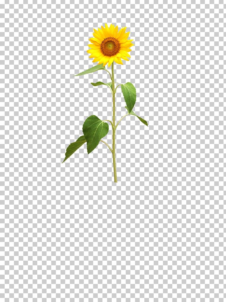 Common Sunflower PNG, Clipart, Common Sunflower, Daisy Family, Flower, Flower Arranging, Flowers Free PNG Download