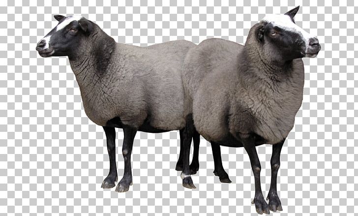 Texel Sheep Lincoln Sheep Romney Sheep Clun Forest Sheep Merino PNG, Clipart, Bovid, Caprinae, Cattle, Clun Forest Sheep, Cow Goat Family Free PNG Download