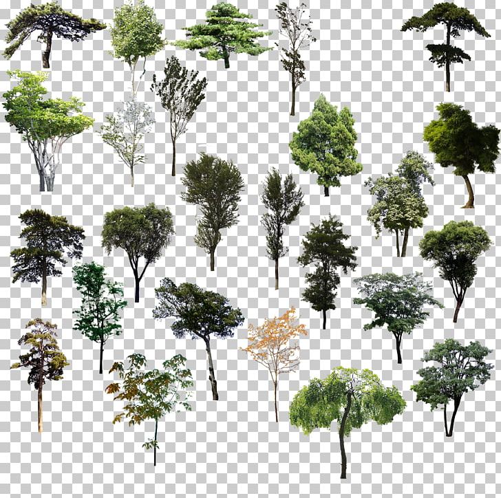 Tree Adobe Illustrator PNG, Clipart, Adobe Illustrator, Branch, Branches, Computer Graphics, Encapsulated Postscript Free PNG Download