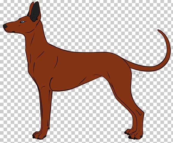Dog Breed Pharaoh Hound Whiskers Macropodidae Snout PNG, Clipart, American Kennel Club, Breed, Carnivoran, Cartoon, Crossbreed Free PNG Download