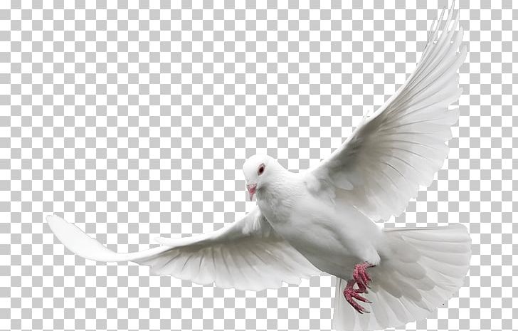 Dove PNG, Clipart, Animals, Birds, Pigeons And Doves Free PNG Download