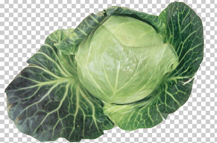 Savoy Cabbage Collard Greens Cruciferous Vegetables Spring Greens PNG, Clipart, Autumn, Brassica Oleracea, Cabbage, Collard Greens, Cruciferous Vegetables Free PNG Download