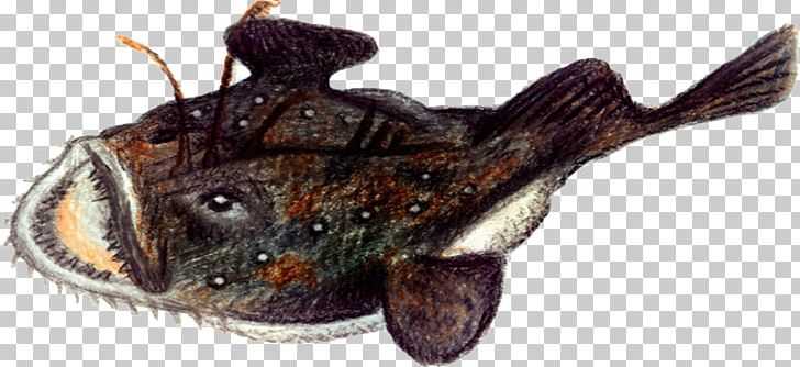 Anglerfish Anglerfish Norway Atlantic Cod PNG, Clipart, Angler, Anglerfish, Angling, Animal, Animal Figure Free PNG Download