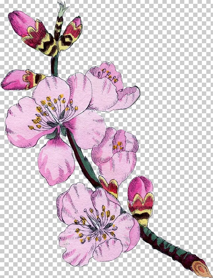 Botanical Illustration Botany Almond Blossoms Flower PNG, Clipart, Almond, Almond Blossoms, Art, Blossom, Botanical Illustration Free PNG Download