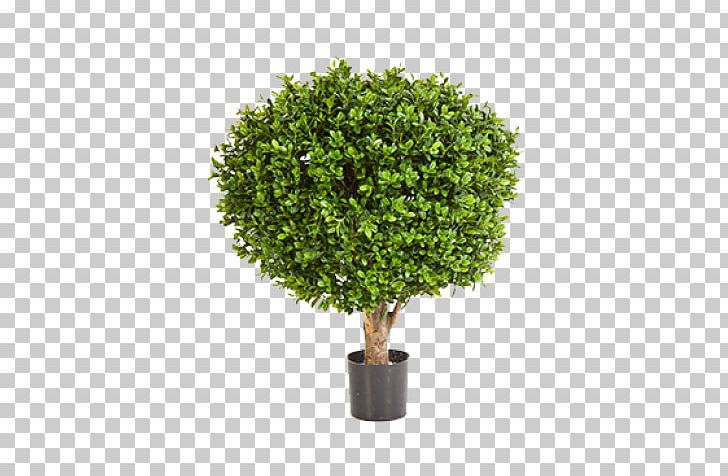 Emerald Ash Borer Tree Fraxinus Americana FurniFlor Box PNG, Clipart, Ash, Birch, Box, Cottonwood, Elm Free PNG Download
