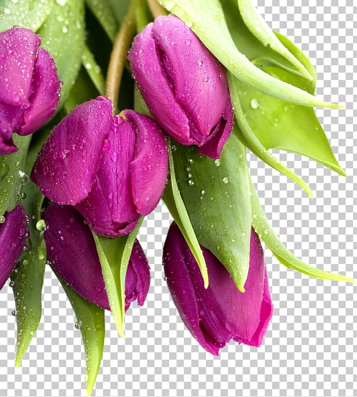 Flower Desktop High-definition Video High-definition Television Tulip PNG, Clipart, 720p, 1080p, Bud, Cut Flowers, Desktop Wallpaper Free PNG Download