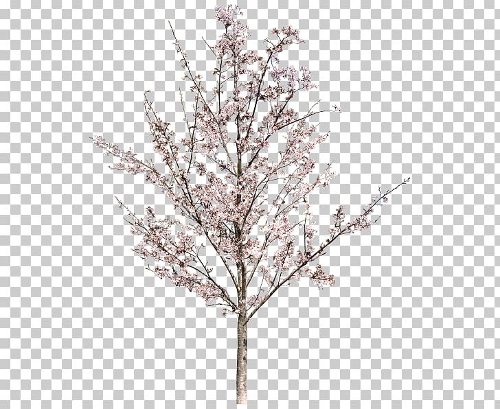 Tree Photography PNG, Clipart, Arbor Day, Blog, Blossom, Branch, Cherry Blossom Free PNG Download