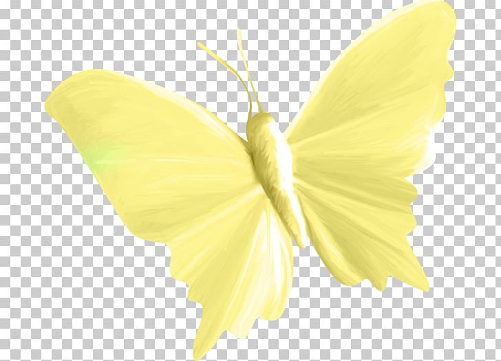 Butterfly Green Yellow PNG, Clipart, Background Green, Butterfly, Cartoon, Cartoon Butterfly, Creative Background Free PNG Download