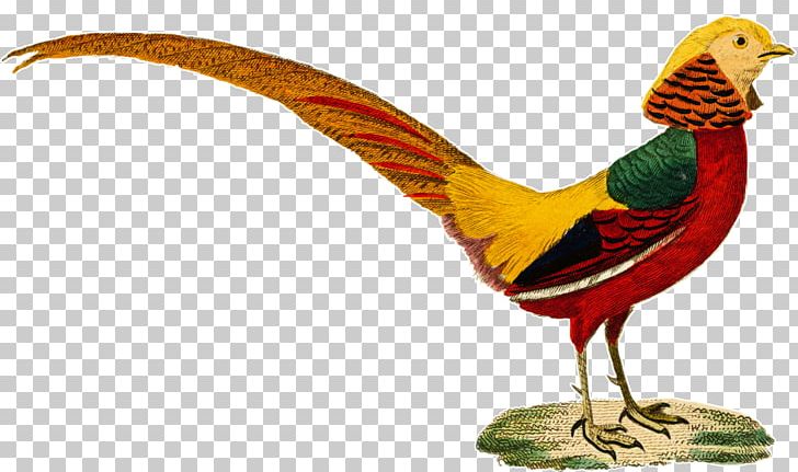Chicken Pheasant Toe Malayan Tapir Feather PNG, Clipart, Animals, Beak, Bird, Blog, Chicken Free PNG Download