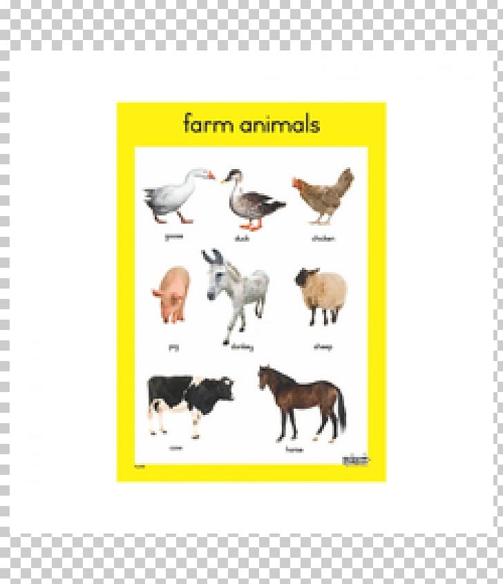 Pet Animal Picture Chart