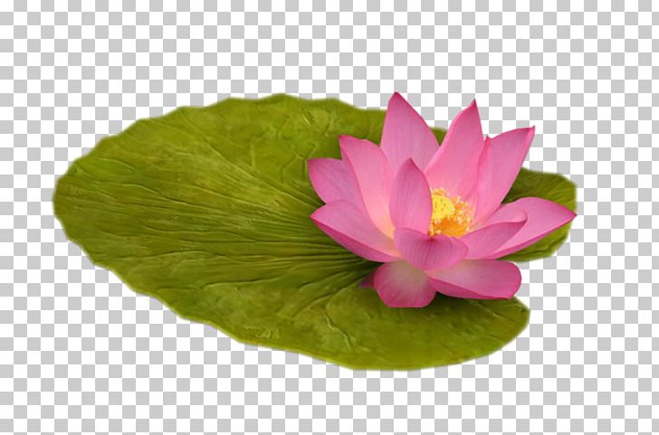 Pygmy Water-lily Nelumbo Nucifera Computer Software PNG, Clipart, Aquatic Plant, Clip Art, Computer Software, Flower, Gratis Free PNG Download