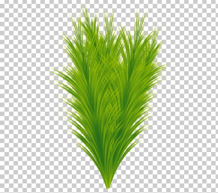 Sweet Grass Terrestrial Plant Leaf Grasses PNG, Clipart, Grass, Grasses, Grass Family, Leaf, Plant Free PNG Download