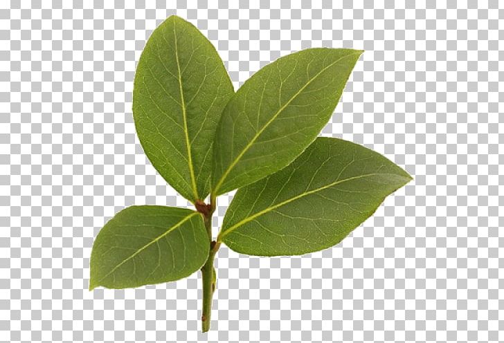 West Indies Bay Leaf Pimenta Racemosa Oil Bay Rum PNG, Clipart, Allspice, Aromatherapy, Bay Laurel, Bay Leaf, Bay Leaves Free PNG Download