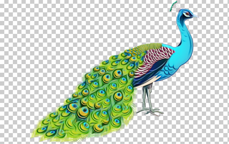 Feather PNG, Clipart, Beak, Feather, Landfowl, Paint, Peafowl Free PNG Download