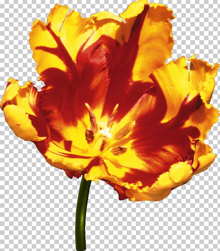 Flower Tulip Yellow PNG, Clipart, Color, Daylily, Flower, Flowering Plant, Flowers Free PNG Download