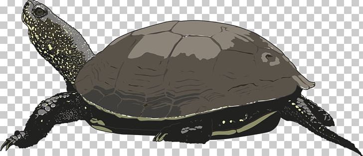 Green Sea Turtle PNG, Clipart, Animal, Animal Figure, Animals, Blog, Box Turtle Free PNG Download