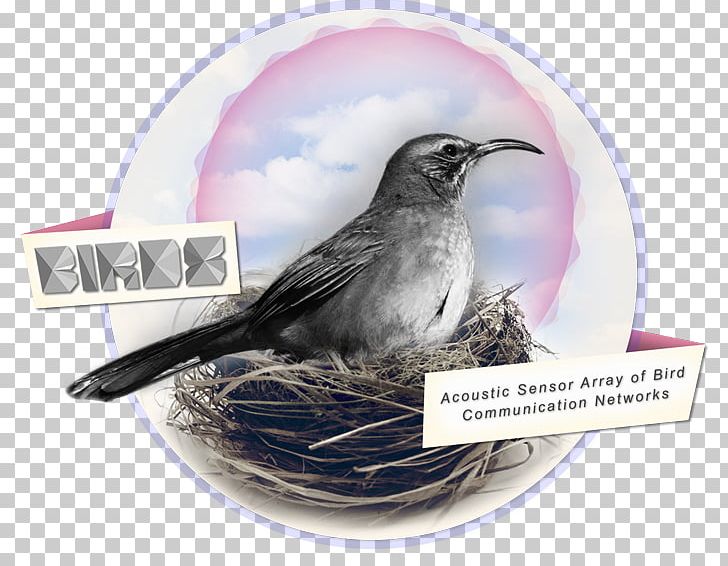 Wren Beak Bird Nest American Sparrows PNG, Clipart, Abeer Alnahar, American Sparrows, Animals, Beak, Bird Free PNG Download