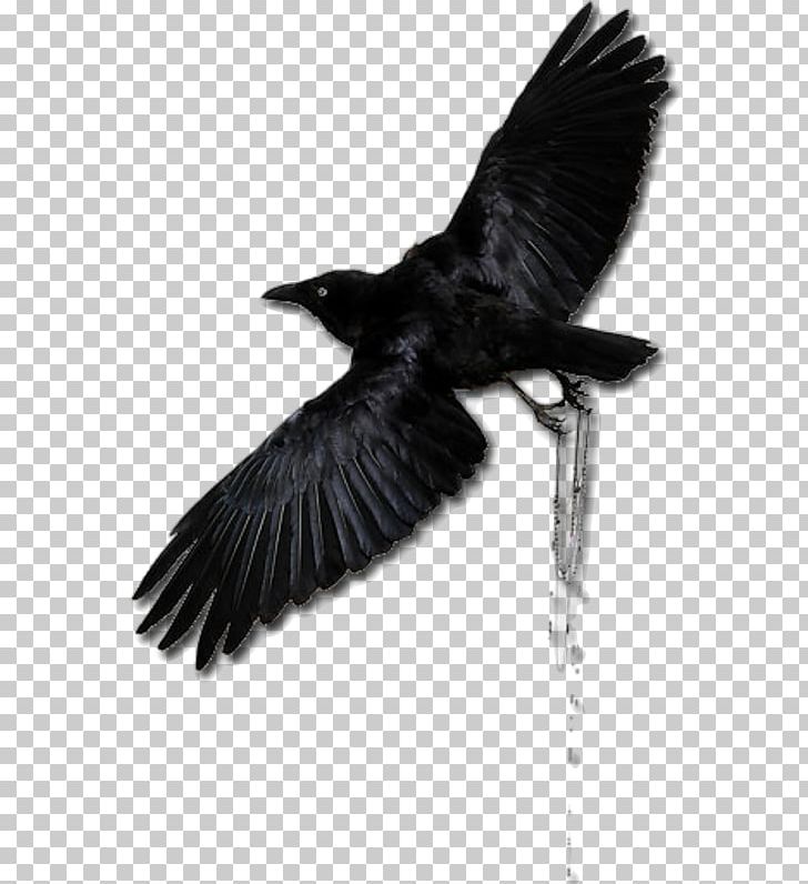American Crow Rook Common Raven New Caledonian Crow PNG, Clipart, American Crow, Beak, Bird, Black And White, City Free PNG Download