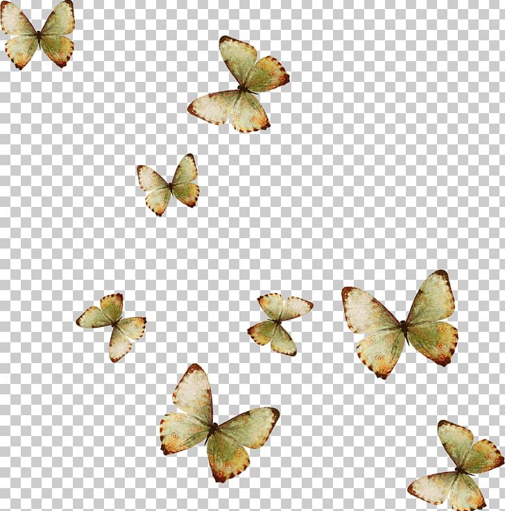 Butterfly Dismorphia Crisia Flower PNG, Clipart, But, Butterflies, Butterflies And Moths, Butterfly Group, Color Free PNG Download