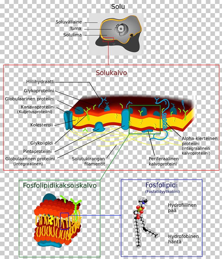 Cell Membrane Biological Membrane Biology Endomembrane System PNG, Clipart, Angle, Area, Biological Membrane, Biology, Cell Free PNG Download