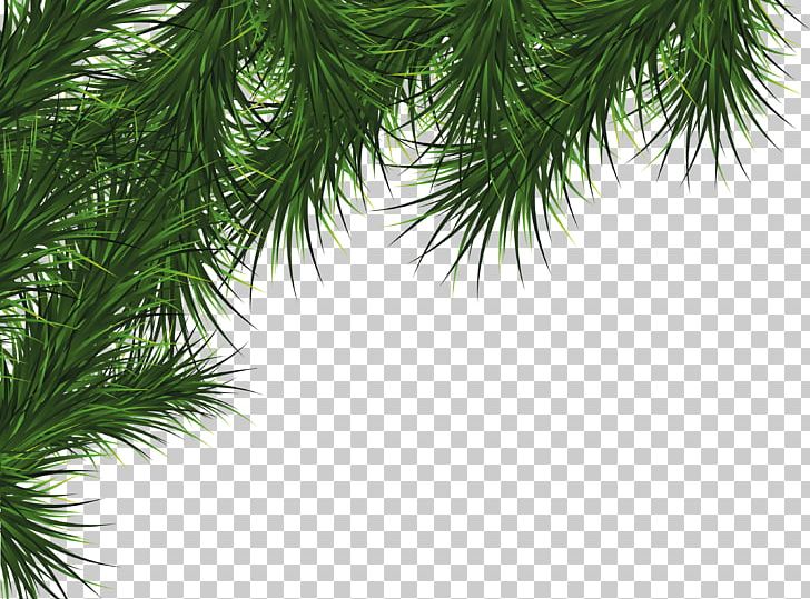 Fir Pine Cedar Tree PNG, Clipart, Branch, Cedar Tree, Christmas, Christmas Decoration, Christmas Ornament Free PNG Download
