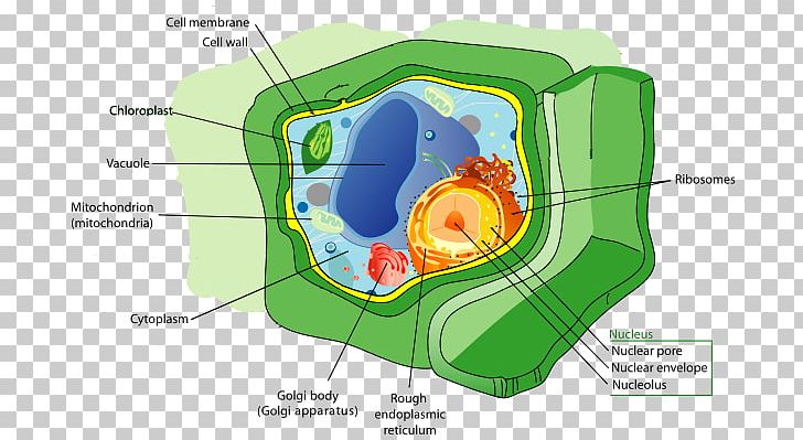 Plant Cell Biology Organelle PNG, Clipart, Animal, Area, Biology, Cell, Cell Membrane Free PNG Download