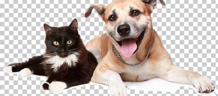 Dog Cat Pet Insurance Trupanion PNG, Clipart, Ani, Animal, Animals, Carnivoran, Cat Like Mammal Free PNG Download