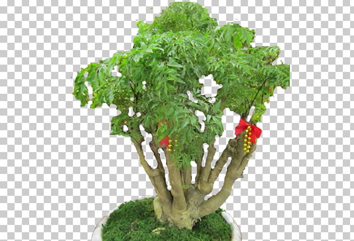Flowerpot Tree Leaf Vegetable Herb Houseplant PNG, Clipart, Flowerpot, Herb, Houseplant, Leaf Vegetable, Nature Free PNG Download