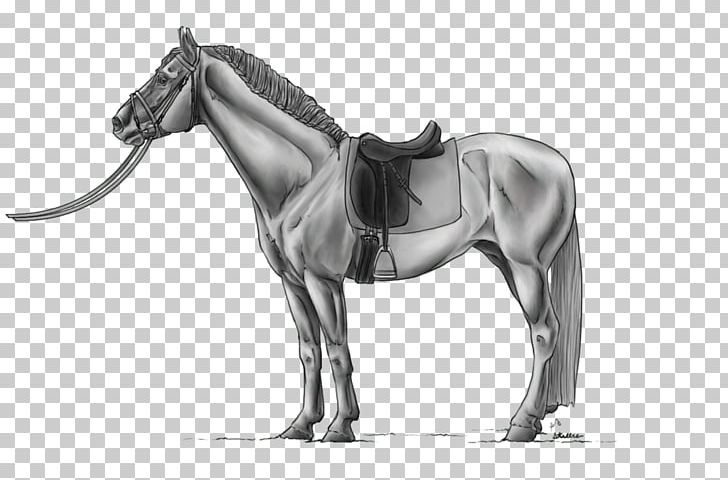 Mane Horse Stallion Pony Rein PNG, Clipart, Animals, Bit, Black And White, Bridle, Dressage Free PNG Download