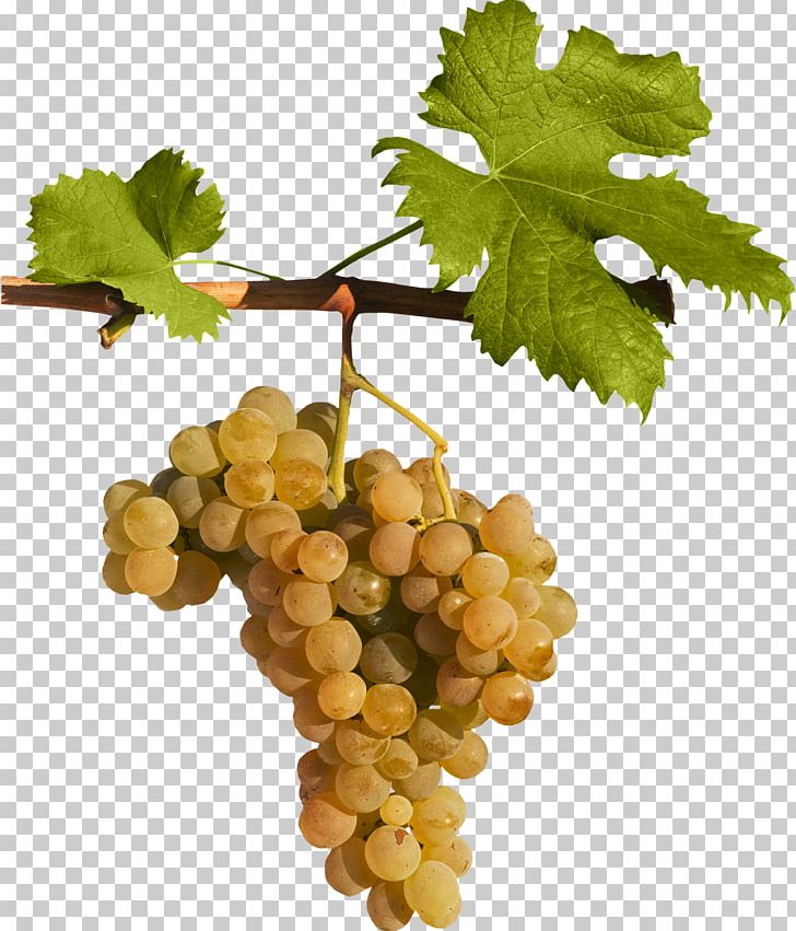 Sultana Grape Leaves Seedless Fruit Grapevines PNG, Clipart, Branches, Branches And Leaves, Dandelion, Download, Food Free PNG Download