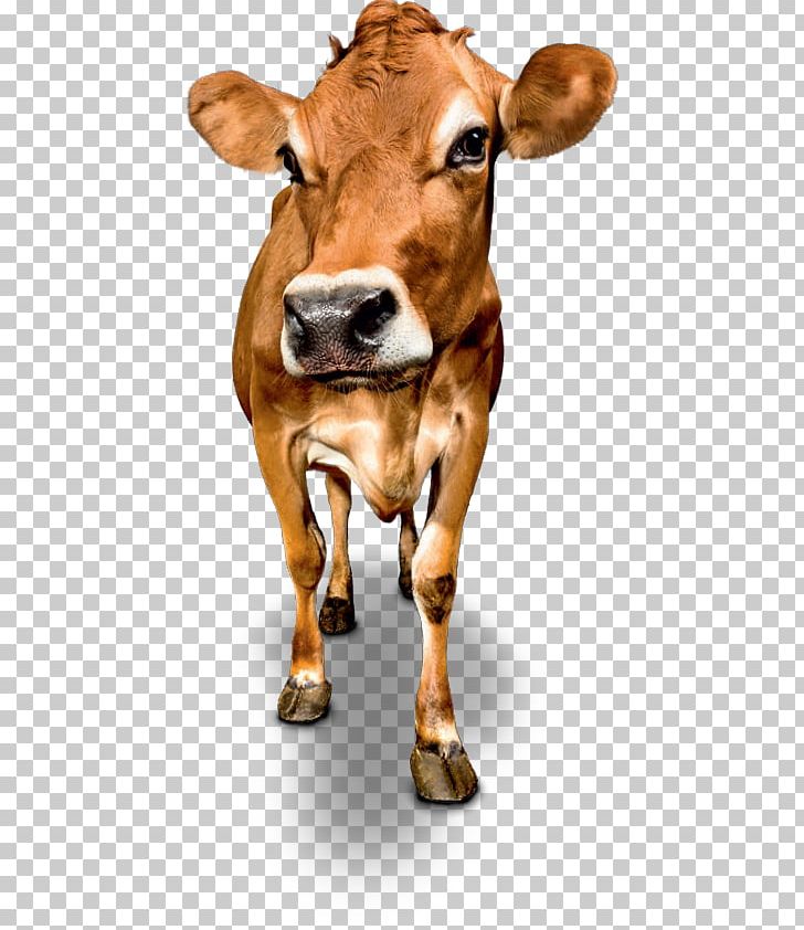 Dairy Cattle Jersey Cattle Milk Calf Ox PNG, Clipart, Albert Heijn, Calf, Cattle, Cattle Like Mammal, Cow Free PNG Download