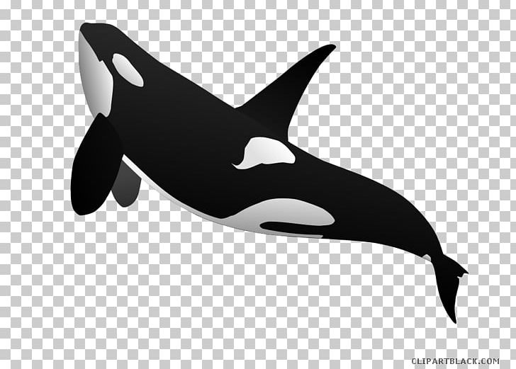 Killer Whale Cetacea Graphics Shamu PNG, Clipart, Beluga Whale, Black And White, Can Stock Photo, Cetacea, Dolphin Free PNG Download