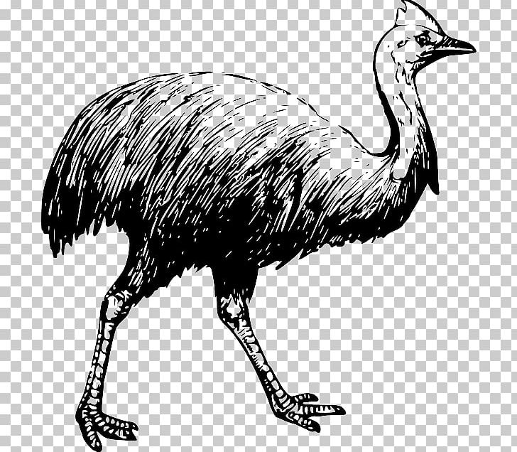 Bird Southern Cassowary Emu PNG, Clipart, Animals, Beak, Bird, Black And White, Cassowary Free PNG Download